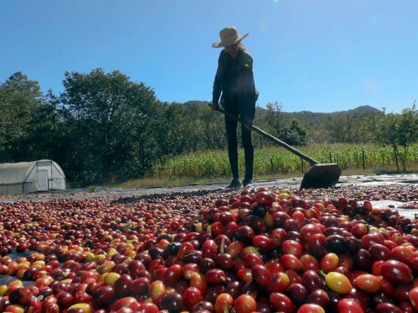 Honduras exportará unos 527 contenedores del grano de oro a China.