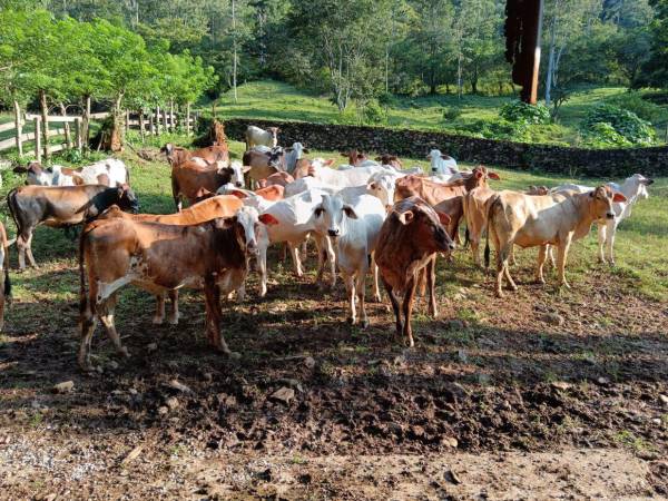 Técnicos de la Secretaría de Agricultura y Ganadería (SAG) han inspeccionado 42,626 bovinos en diferentes zonas del país.