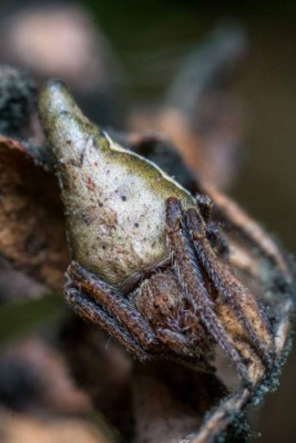 Nueva especie de araña bautizada en homenaje a Harry Potter