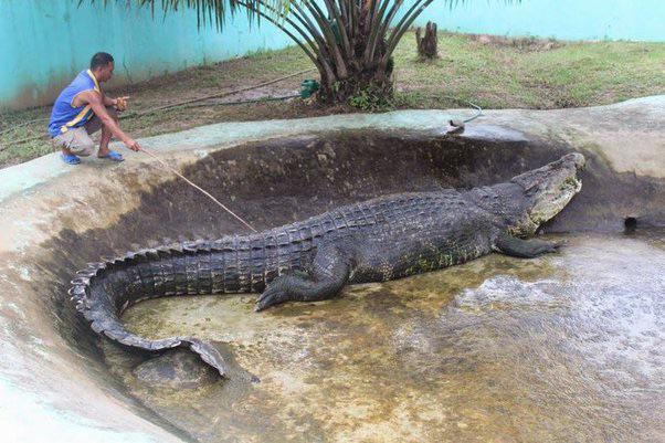 Lolong: La historia del cocodrilo más grande del mundo en cautiverio