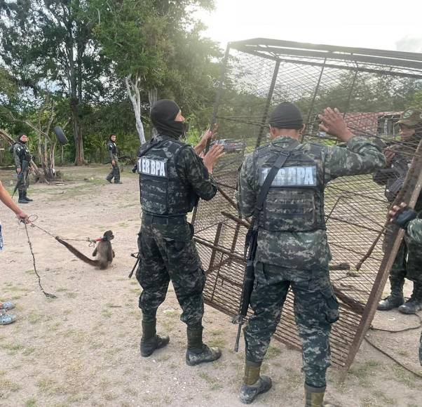 Rescatan a mono araña que iban a comercializar en Gualaco, Olancho