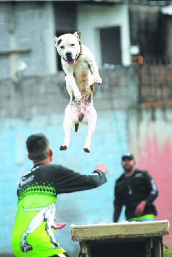 Pitbulls, colmilludo y juguetón amor canino