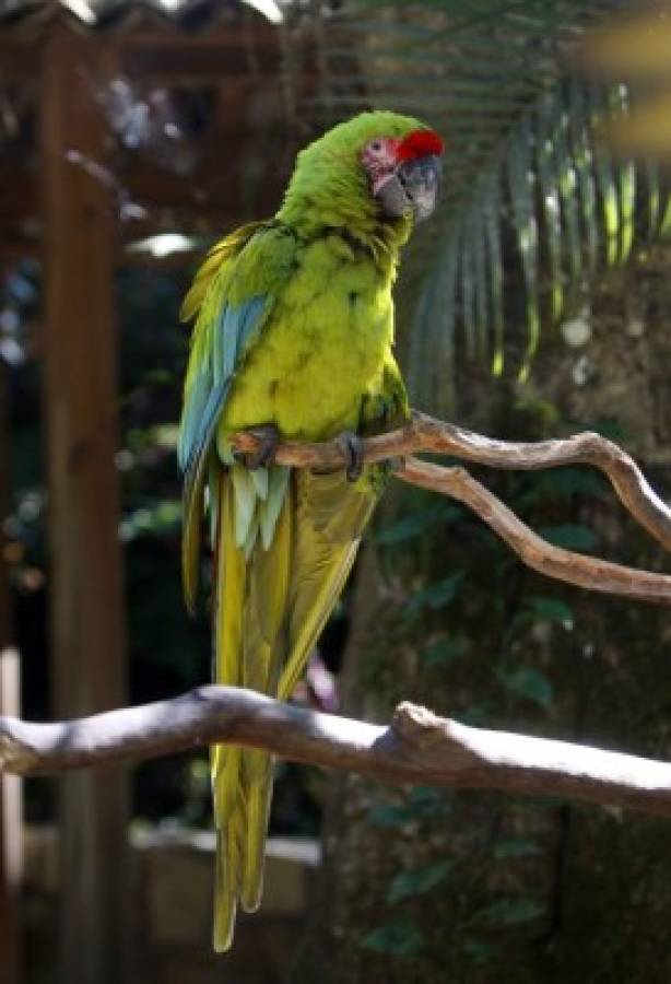 Ginger, el vuelo de una guacamaya