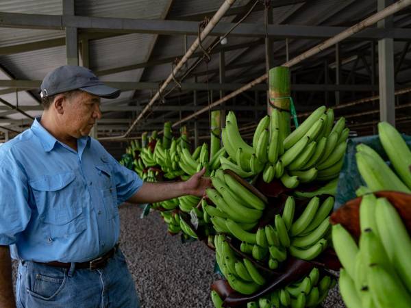 Empresario Hugo Molina Botrán: “la agricultura sostenible es esencial para el futuro de nuestro planeta”