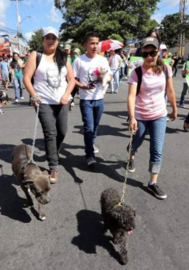 Polémica por la prohibición de razas de perros