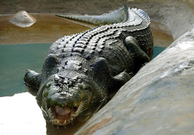 Lolong: La historia del cocodrilo más grande del mundo en cautiverio