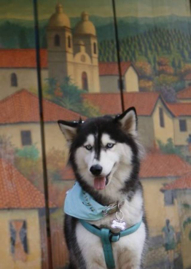 Huskylandia Hn, una manada de amigos unidos por el bien de sus mascotas