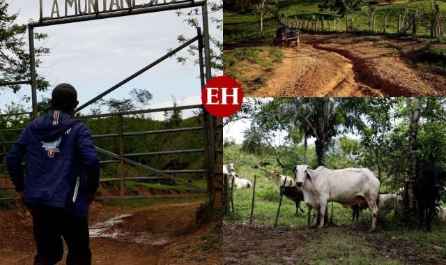 Estimaciones apuntan a que en la Biósfera del Río Plátano y Reserva del Hombre hay posicionados entre 1,300 y 1,800 ganaderos que aprovechan el espacio para sus animales.