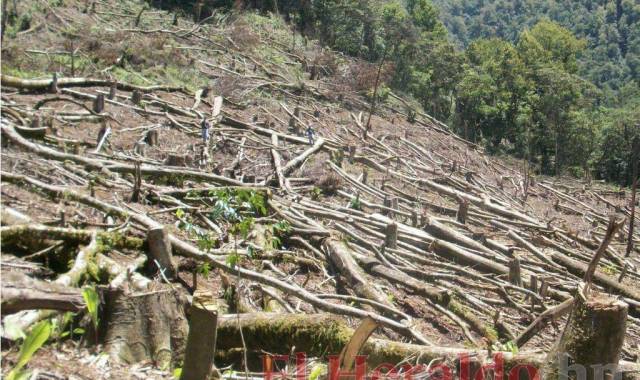 La Biósfera del Río Plátano, en La Mosquitia, es una de las zonas protegidas más afectadas por la deforestación. El poco acceso de las autoridades al lugar agudiza la situación.