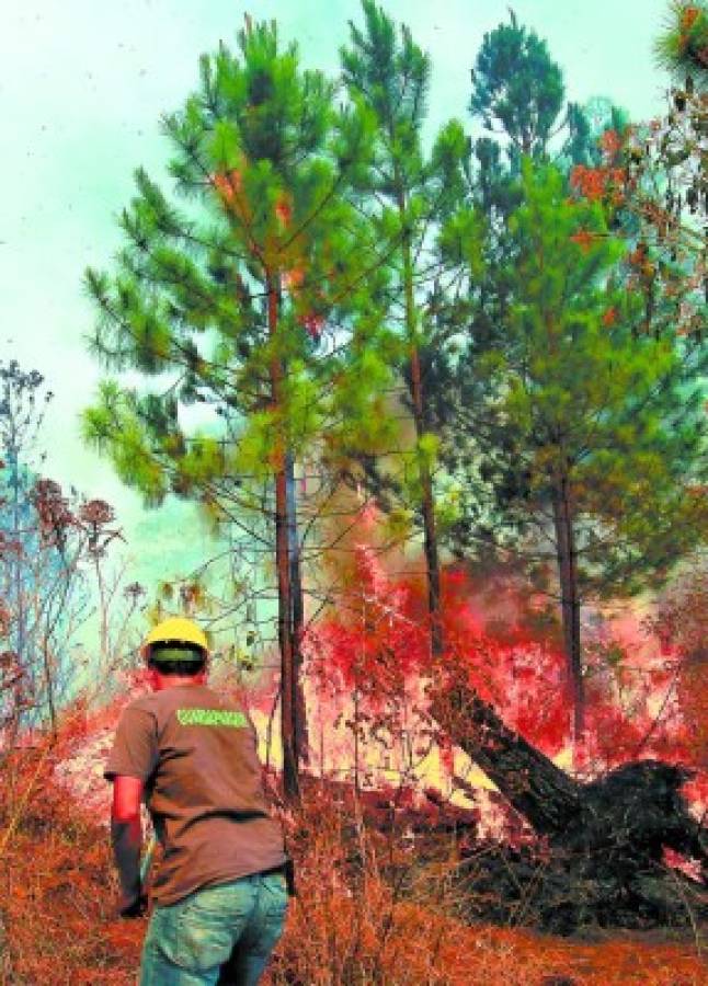 280 incendios consumen bosque en Honduras