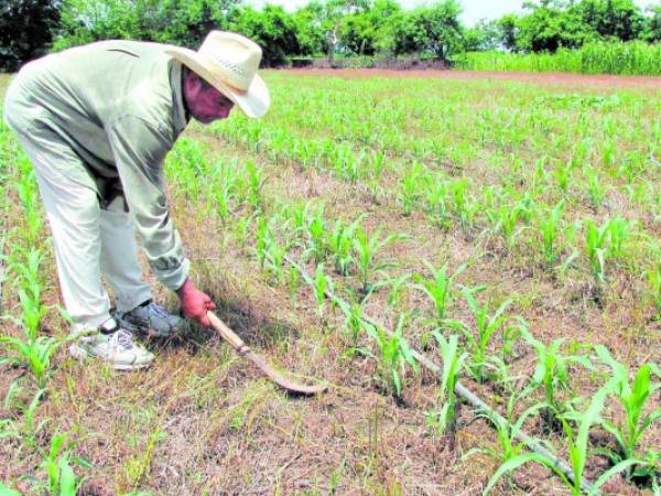 Para el período de postrera, las autoridades de la SAG proyectan sembrar alrededor de diez mil manzanas de frijoles.