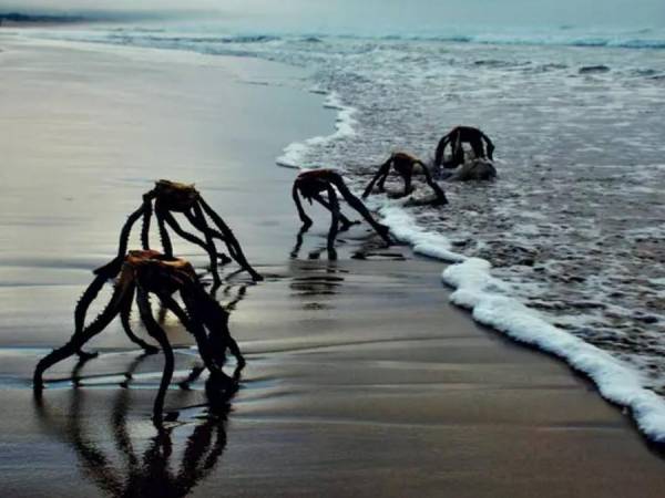 Histeria y curiosidad causó un agricultor de Sudáfrica cuando publicó unas fotos que muchos usuarios confundieron los protagonistas de películas de <b>extraterrestres </b>emergiendo del mar. Todos se preguntaban de qué se trataba por su espeluznante aspecto.