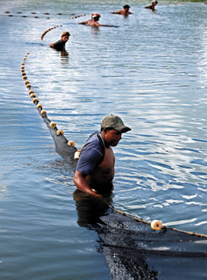 Tilapia, el inmigrante que lleva 58 años alimentando a Honduras