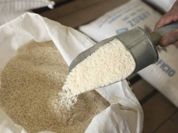 La mayor cantidad de superficie sembrada con arroz en Honduras fue a inicios de la década de los 90, exactamente en 1991, con 24,167.4 hectáreas.