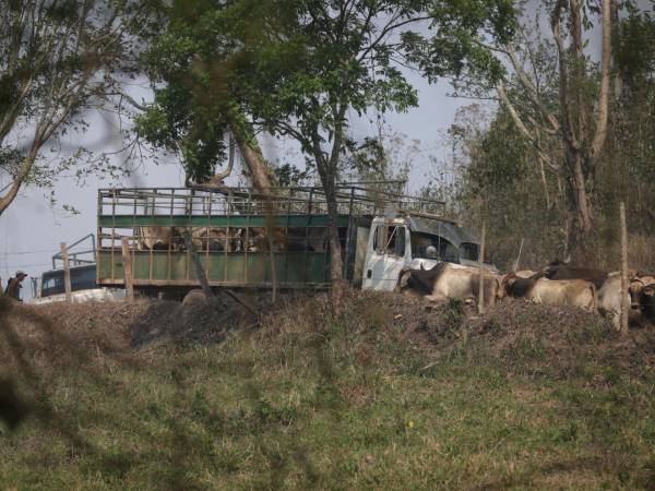 La Federación de Ganaderos de Honduras se reunirá este miércoles para conocer acciones con relación al plan “Cero deforestación 2029”