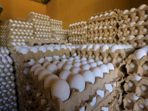 El cartón de huevos, hoy por hoy, ronda los 140 a 150 lempiras en los mercados. Solo las ferias lo mantienen a menos de 125 lempiras.