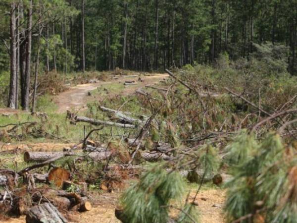 Las alcaldías participaron en el proceso de reforestación donde la meta era plantar cinco millones de árboles, de los cuales plantaron alrededor de 1.8 millones de diferentes especies como caoba, cedro, pino y madriado.