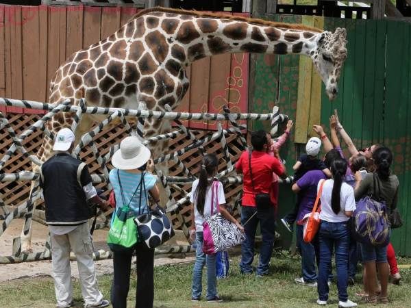 Reconocida por los visitantes como una verdadera joya del Zoológico Joya Grande, Big Boy se ganaba el cariño de los visitantes con su noble mirada y sus poses ante el público.