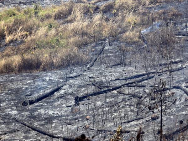 Así de destruido queda el bosque luego de un incendio; los daños son severos. La mayoría del bosque que está en los alrededores de la capital es de pino y sufre un enorme daño.