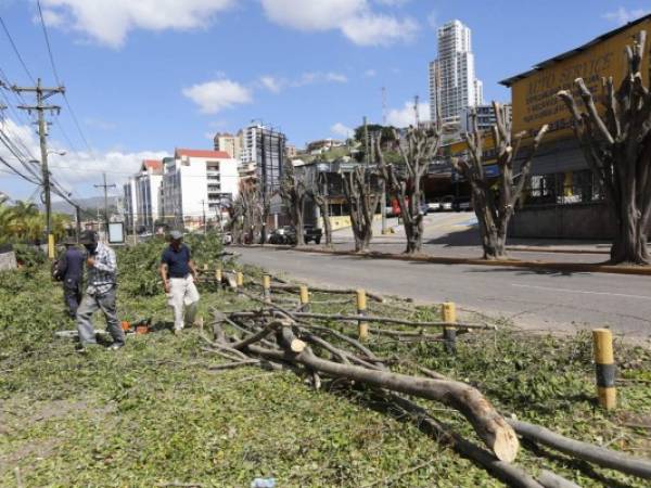 A unos 20 ficus del bulevar San Juan Bosco les cortaron sus ramas.