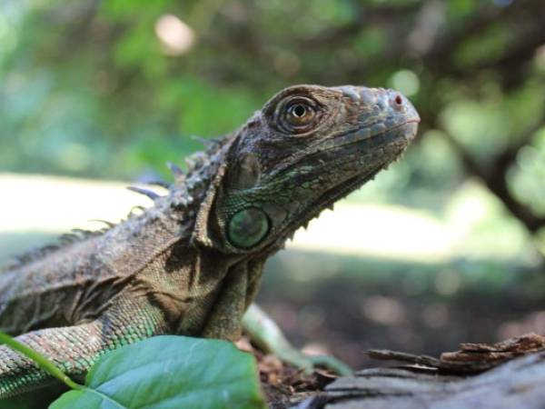 Más de mil Iguanas Verdes, una especie en peligro de extinción, amenazada por la destrucción de su hábitat y el comercio ilegal, fueron liberadas.