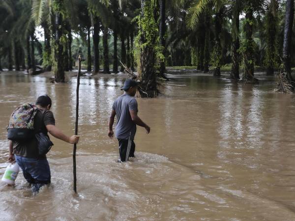 Hombres caminan por una área inundada en una plantación de palma africana en los antiguos campos de plátanos del municipio de El Progreso, departamento de Yoro, Honduras, luego del desbordamiento del río Ulúa debido a las lluvias que dejó la tormenta tropical Julia.