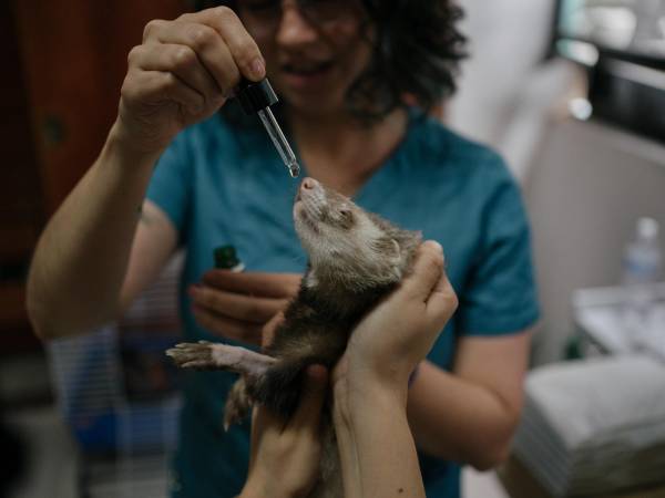 Fenri, un hurón que sufre una enfermedad inflamatoria intestinal, recibe CBD en la Ciudad de México. (Luis Antonio Rojas para The New York Times)