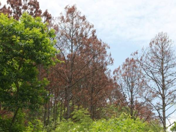 Una señal para identificar la plaga es el cambio de color del pino. Foto: EL HERALDO.