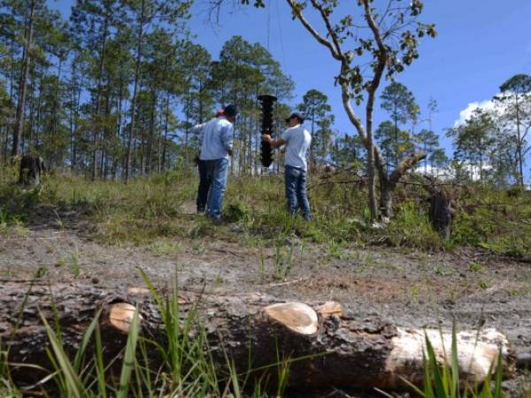 Miles de pinos fueron talados para erradicar la plaga (Foto: AFP/ El Heraldo Honduras/ Noticias de Honduras)