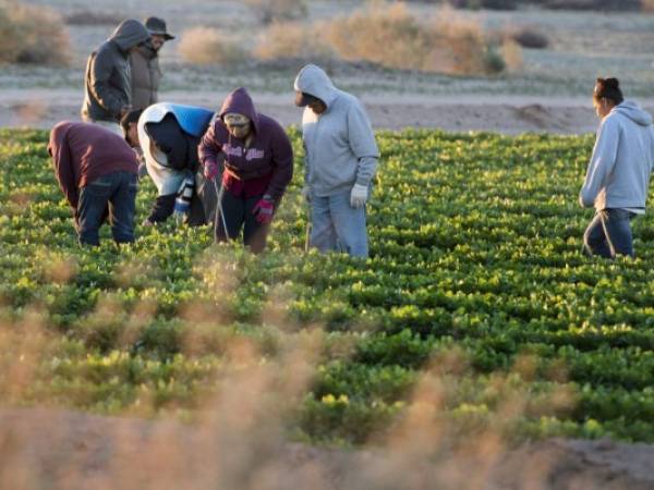 Entre el 80% y el 85% de las remesas familiares que ingresan a Honduras proceden de Estados Unidos.