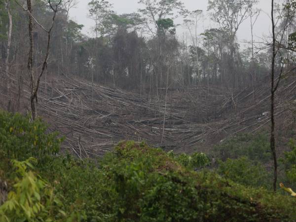 La Unidad Investigativa de EL HERALDO Plus encontró un apocalipsis en la zona núcleo de la Reserva de la Biosfera del Río Platano.