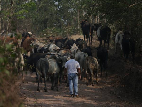 La Unidad Investigativa de EL HERALDO Plus constató que miles de cabezas de ganado ya se encuentran en el interior de la zona núcleo de la Reserva de la Biósfera del Río Plátano.