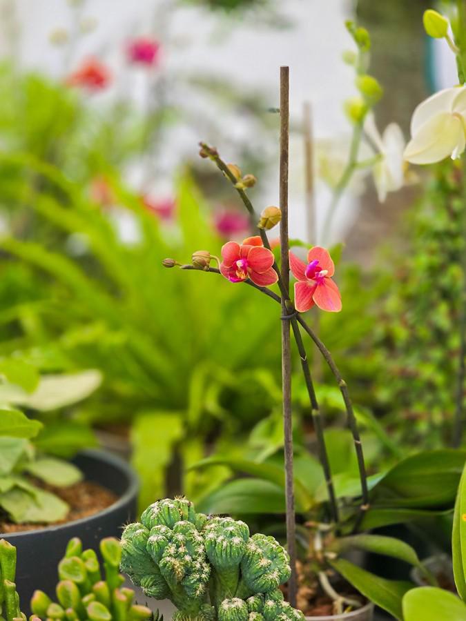 Colorido y mágico, así se desarrolla el Festival Nacional de las Flores 2024 en Siguatepeque