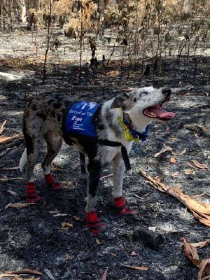 Oso, el perrito que rescata koalas de los incendios en Australia