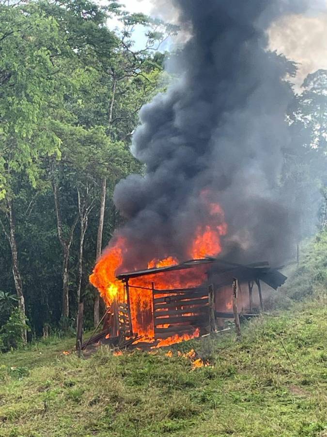 Destruyen plantación de coca y narcolaboratorio en Tocoa, Colón