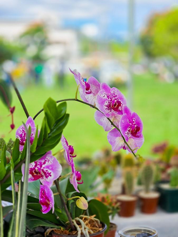 Colorido y mágico, así se desarrolla el Festival Nacional de las Flores 2024 en Siguatepeque