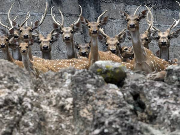 “Desde que murió la jirafa Big Boy ha venido a la baja el zoológico, el ingreso de las personas ha bajado bastante” y ahora “no hay presupuesto” para mantenerlo. ‘Big Boy’ “ya estaba bastante mayor de edad”, pero sufrió una caída y “se fracturó el cráneo y eso le produjo la muerte”, añade. Como él muchos otros animales están expuestos a no sobrevivir. Esa es la situación que viven los animales de Joya Grande.