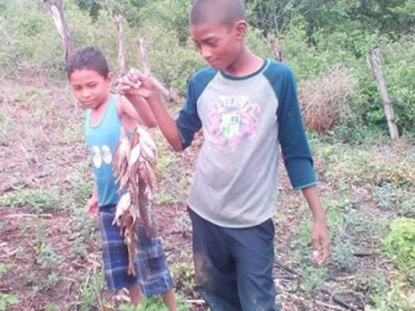 Vecinos y periodistas documentaron la actividad de la gente mientras pescaban los animales y a los pececillos atrapados en terreno seco en un poblado de Yoro. Fotos: Cortesía Rigoberto Urbina.