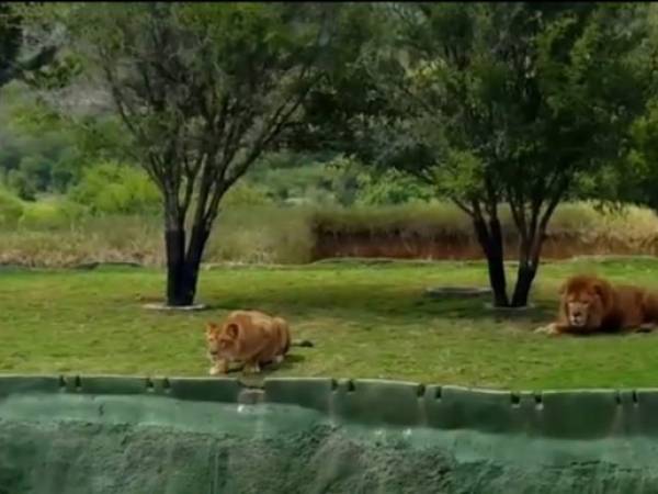 La leona se posicionó para atacar a los turistas, sin embargo, su salto no fue tan grande.