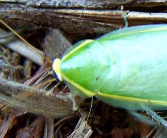 ¿Cuáles son las cucarachas más bonitas del mundo?