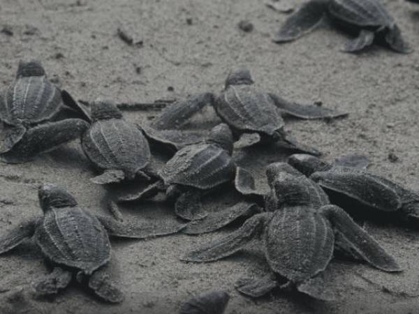 Liberan 336 tortugas de río como parte de un plan de conservación en Venezuela