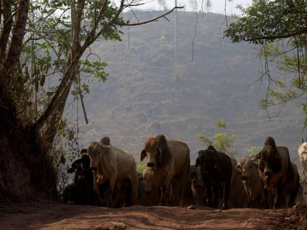 Ambientalistas: Tregua permitirá expansión de ganadería en Biósfera del Río Plátano