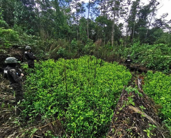 Con plantas que producen más hojas, narcos buscan hacer de Honduras epicentro del cultivo de coca