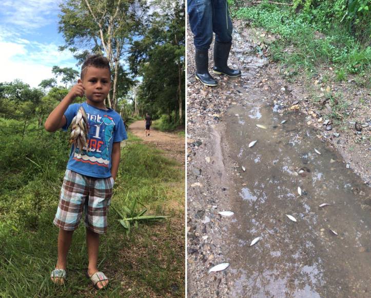 Tradicional lluvia de peces sorprende a los pobladores de Yoro