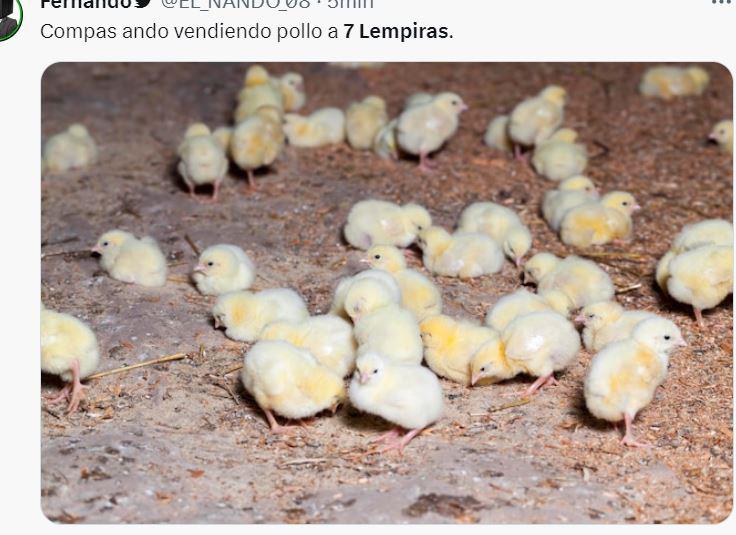 Así es el pollo de 7 lempiras la libra: memes en redes sociales no perdonan error de funcionario