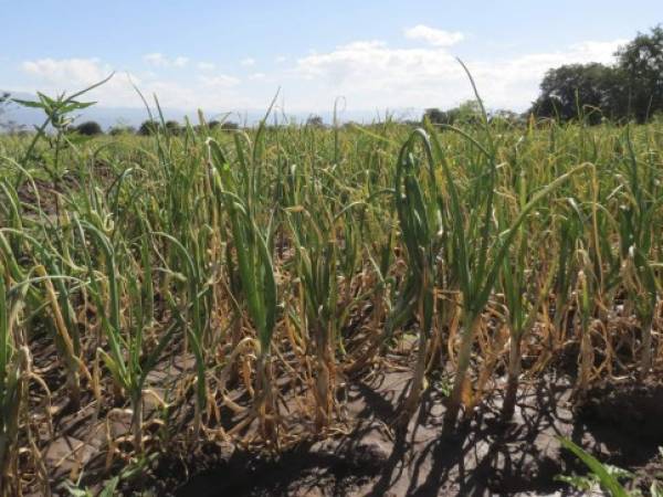 Los productores de cebolla de Lejamaní han comenzado a recuperar las plantaciones, luego de vencer plagas.