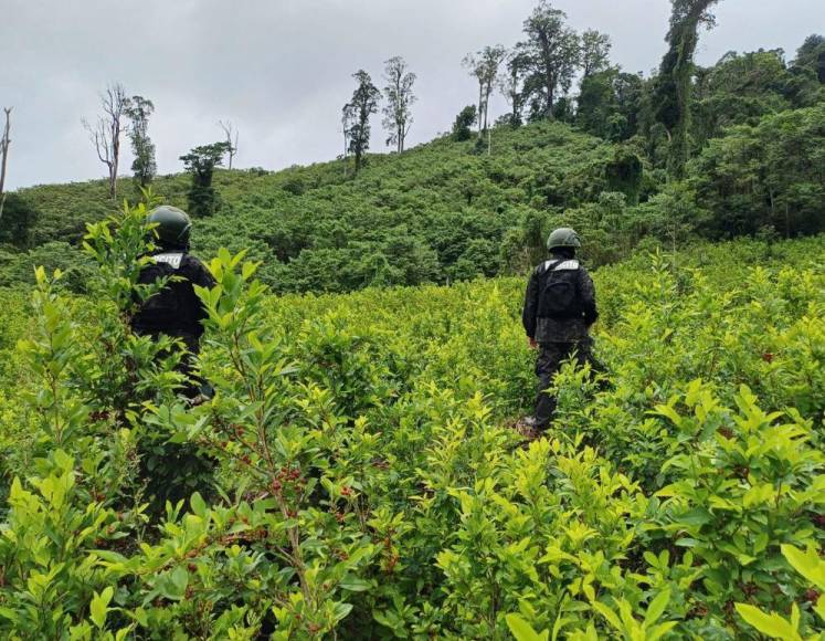 Con plantas que producen más hojas, narcos buscan hacer de Honduras epicentro del cultivo de coca