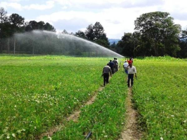 La mayor cosecha de frijol se reporta en postrera y postrera tardía, pero es el cultivo más susceptible al exceso de lluvia por enfermedades fungosas, foto: El Heraldo.