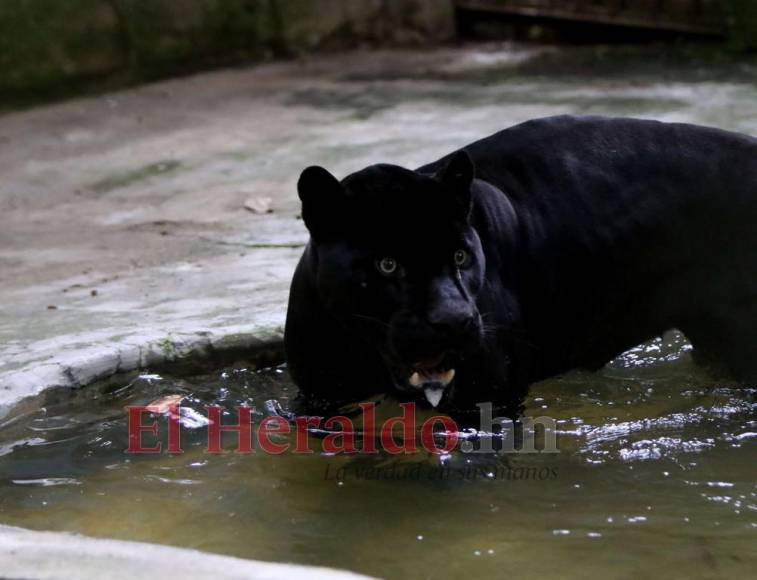 Desde felinos salvajes hasta aves exóticas: un recorrido por la fauna del zoológico Rosy Walther