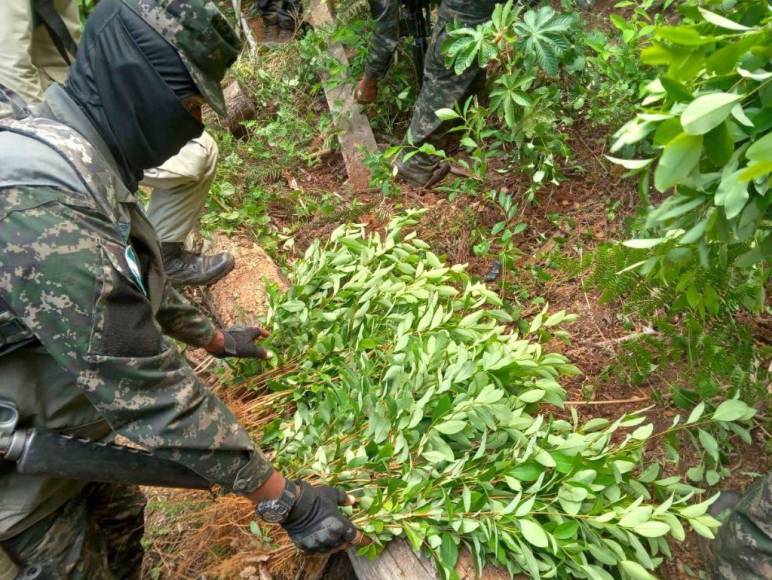 Con plantas que producen más hojas, narcos buscan hacer de Honduras epicentro del cultivo de coca